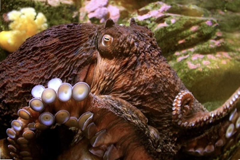 Top Aquariums in the U.S. - Seattle Aquarium 