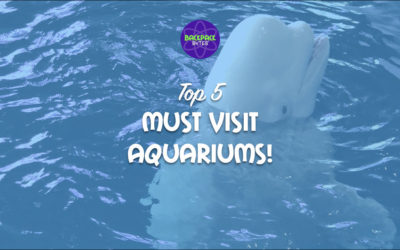 5 Must Visit Impressive Aquariums in the U.S. (In-Person and Virtually!)